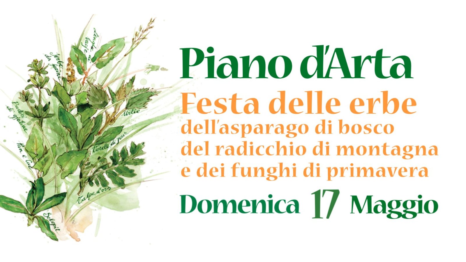 Festa delle erbe, dell’Asparago di Bosco, del Radicchio di Montagna e dei Funghi di Primavera Piano d'Arta